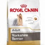 Pienso para Alargar la Vida de tu Perro Yorkshire Terrier