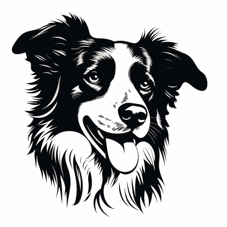 Border collie